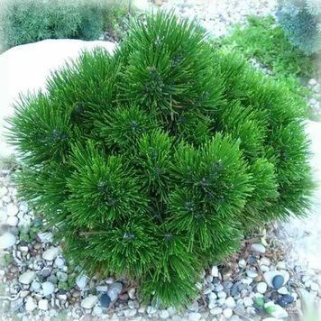 СОСНА БІЛОКУРА ШМІДТА (Pinus leucodermis Schmidtii) 02.003.359 фото