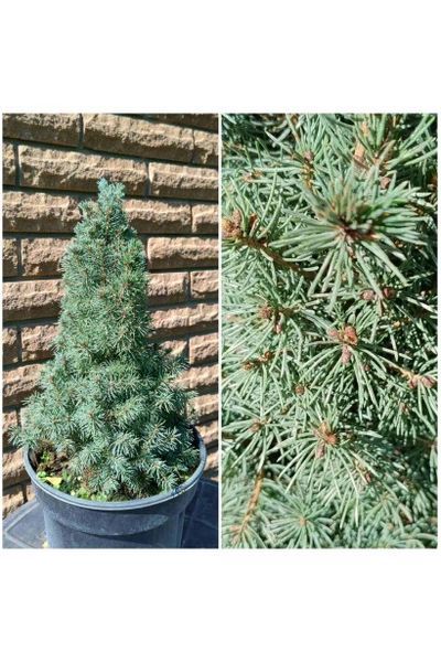 Ялина канадська Сандерс Блю К (Picea glauca Sanders Blue C) 02.002.237 фото