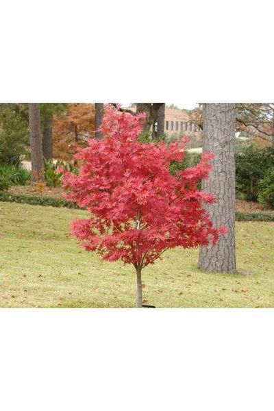 КЛЕН ПАЛЬМОЛИСТИЙ 'АТРОПУРПУРЕУМ' (Acer palmatum Atropurpureum) 01.001.038 фото