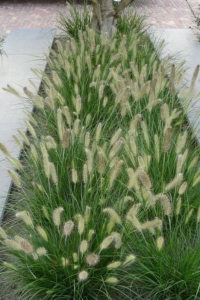 Пеннісетум лисохвостий &lsquo;Hameln&rsquo;(Pennisetum alopecuroides Hameln) 03.013.011 фото