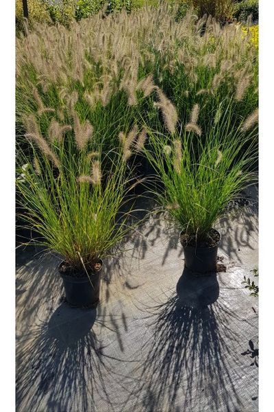 Пеннісетум лисохвостий &lsquo;Hameln&rsquo;(Pennisetum alopecuroides Hameln) 03.013.011 фото