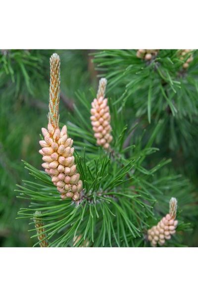 Сосна звичайна (Pinus sylvestris) 02.003.141 фото