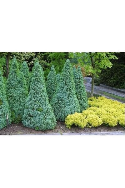 Ялина канадська Сандерс Блю К (Picea glauca Sanders Blue C) 02.002.237 фото