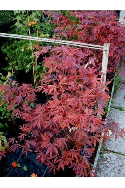 КЛЕН ПАЛЬМОЛИСТИЙ 'АТРОПУРПУРЕУМ' (Acer palmatum Atropurpureum) 01.001.038 фото