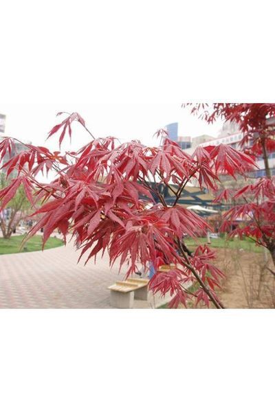 КЛЕН ПАЛЬМОЛИСТИЙ 'АТРОПУРПУРЕУМ' (Acer palmatum Atropurpureum) 01.001.038 фото
