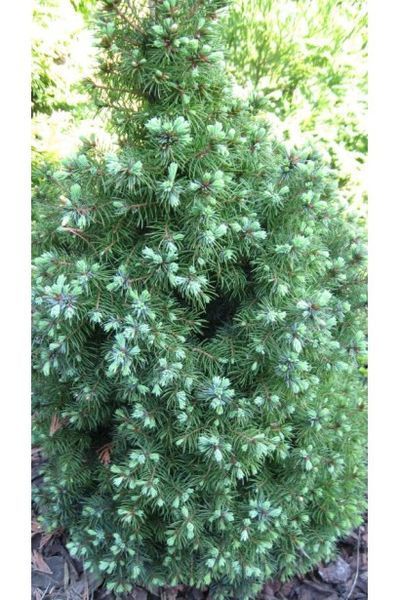 Ялина канадська Сандерс Блю К (Picea glauca Sanders Blue C) 02.002.237 фото