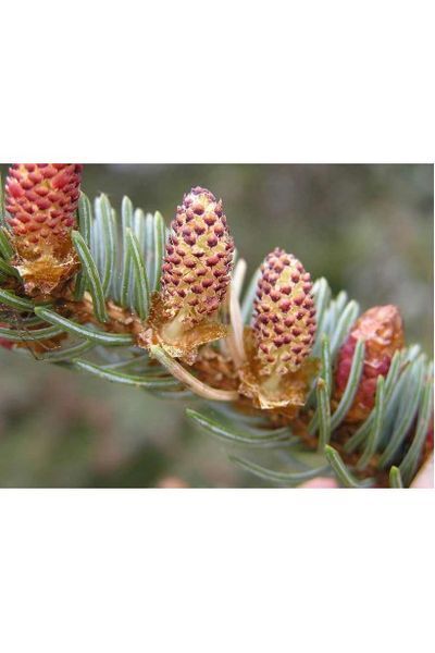 Ялина колюча Ольденбург С (Picea pungens Oldenburg С) 02.002.241 фото