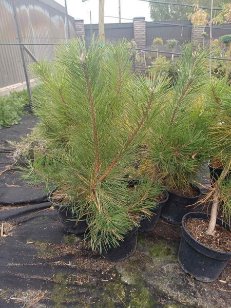 СОСНА ЧОРНА К/Ст (Pinus nigra 02.003.342 фото