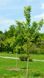 Ґінкго дволопатеве (Ginkgo biloba) 01.010.007 фото 1