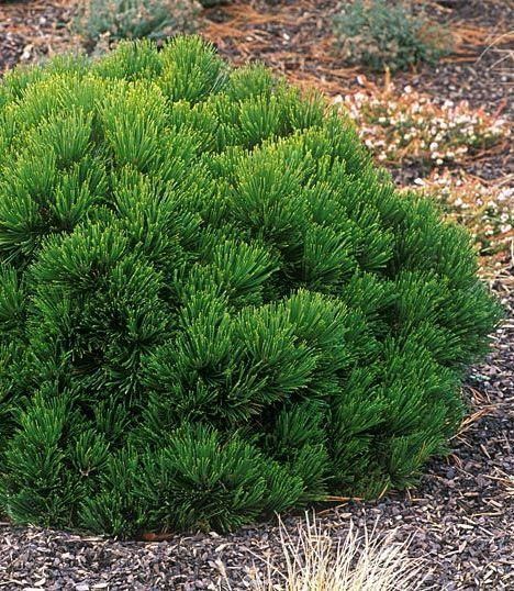 СОСНА БІЛОКУРА ШМІДТА (Pinus leucodermis Schmidtii) 02.003.359 фото