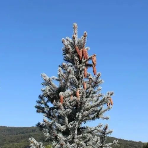 Ялина колюча Ольденбург С (Picea pungens Oldenburg С) 02.002.241 фото