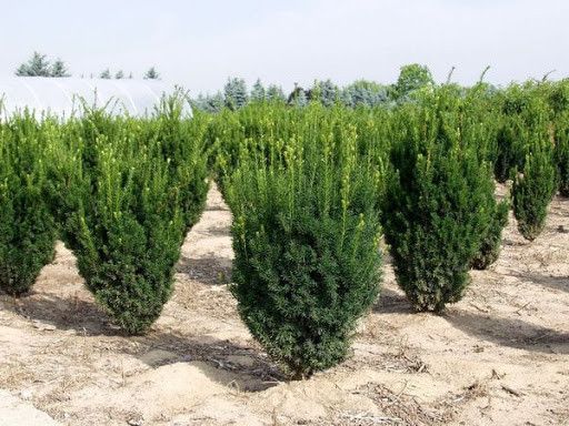 Тис середній Хіллі (Taxus media Hillii) 02.004.057 фото