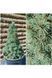 Ялина канадська Сандерс Блю К (Picea glauca Sanders Blue C) 02.002.237 фото 4
