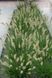 Пеннісетум лисохвостий &lsquo;Hameln&rsquo;(Pennisetum alopecuroides Hameln) 03.013.011 фото 3