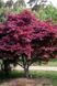 КЛЕН ПАЛЬМОЛИСТИЙ 'АТРОПУРПУРЕУМ' (Acer palmatum Atropurpureum) 01.001.038 фото 1