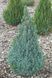 Ялина канадська Сандерс Блю К (Picea glauca Sanders Blue C) 02.002.237 фото 1