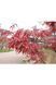 КЛЕН ПАЛЬМОЛИСТИЙ 'АТРОПУРПУРЕУМ' (Acer palmatum Atropurpureum) 01.001.038 фото 4