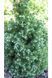 Ялина канадська Сандерс Блю К (Picea glauca Sanders Blue C) 02.002.237 фото 3