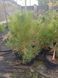 СОСНА ЧОРНА К/Ст (Pinus nigra 02.003.342 фото 2
