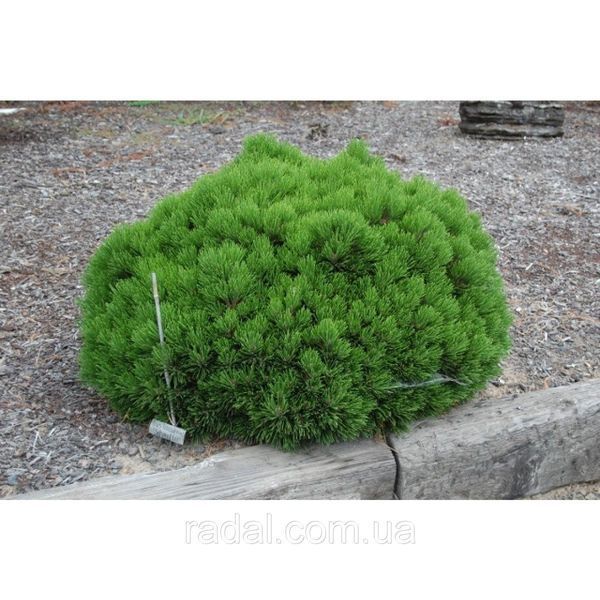СОСНА БІЛОКУРА ШМІДТА (Pinus leucodermis Schmidtii) 02.003.359 фото