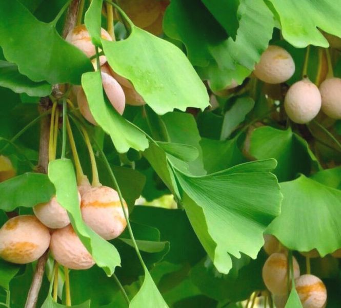 Ґінкго дволопатеве (Ginkgo biloba) 01.010.007 фото