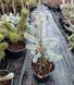 Ялина колюча Ольденбург С (Picea pungens Oldenburg С) 02.002.241 фото 1