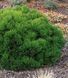 СОСНА БІЛОКУРА ШМІДТА (Pinus leucodermis Schmidtii) 02.003.359 фото 2