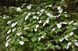 Актинідія коломікта (Actinidia kolomikta) 01.036.002 фото 2