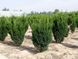 Тис середній Хіллі (Taxus media Hillii) 02.004.057 фото 3