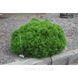 СОСНА БІЛОКУРА ШМІДТА (Pinus leucodermis Schmidtii) 02.003.359 фото 3