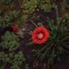 Опрыскиватель пневматический 8л FLORA (5003234) SG-5003234 фото 8