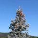 Ялина колюча Ольденбург С (Picea pungens Oldenburg С) 02.002.241 фото 3