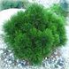 СОСНА БІЛОКУРА ШМІДТА (Pinus leucodermis Schmidtii) 02.003.359 фото 1
