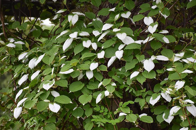 Актинідія коломікта (Actinidia kolomikta) 01.036.002 фото