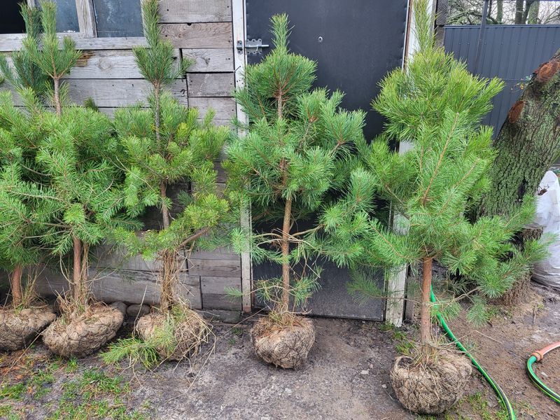 СОСНА ЧОРНА К/Ст (Pinus nigra 02.003.342 фото