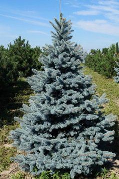 Ялина колюча Ольденбург (Picea pungens Oldenburg) 02.002.144 фото