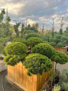 СОСНА ГІРСЬКА 230/бонсай/220+ (Pinus mugo 230/бонсай/220+) 02.003.355 фото