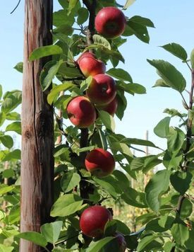 01.020.004 фото