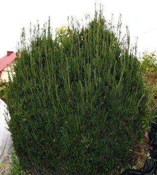 Тис середній Хіллі (Taxus media Hillii) 02.004.128 фото