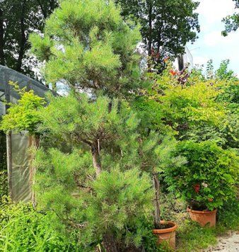 Сосна звичайна К/бонсай (Pinus sylvestris) 02.003.140 фото