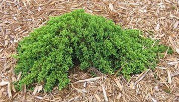 ЯЛІВЕЦЬ ЛЕЖАЧИЙ 'НАНА' К/Ст (Juniperus procumbens Nana) 02.009.189 фото
