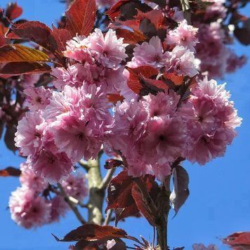 САКУРА 'РОЯЛ БУРГУНДІ' (Prunus serrulata Royal Burgundy) 01.013.026 фото