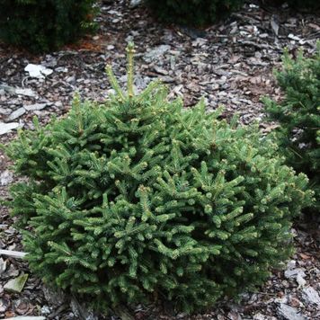Ялина канадська Ксавері (Picea glauca Xawery) 02.002.231 фото