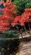 Японський клен (Acer palmatum) 01.001.140 фото 1