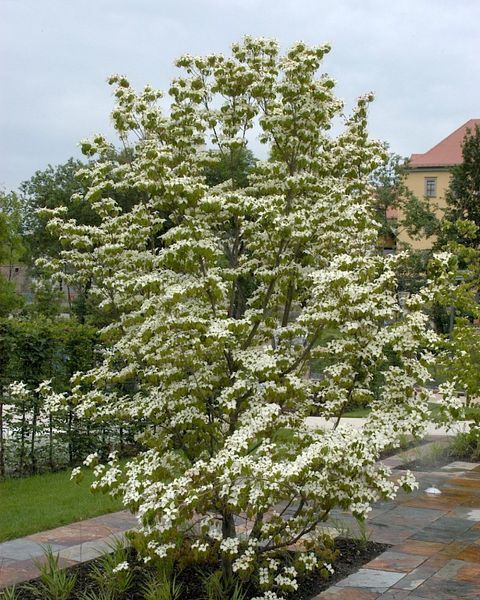 Дерен коуса (Cornus kousa) 01.032.034 фото