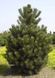 СОСНА ЧОРНА К/бонсай (Pinus nigra) 02.003.296 фото 1