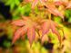 Японський клен (Acer palmatum) 01.001.140 фото 3