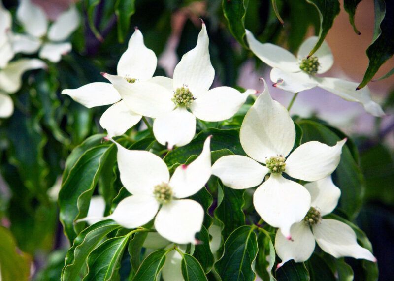 Дерен коуса (Cornus kousa) 01.032.034 фото