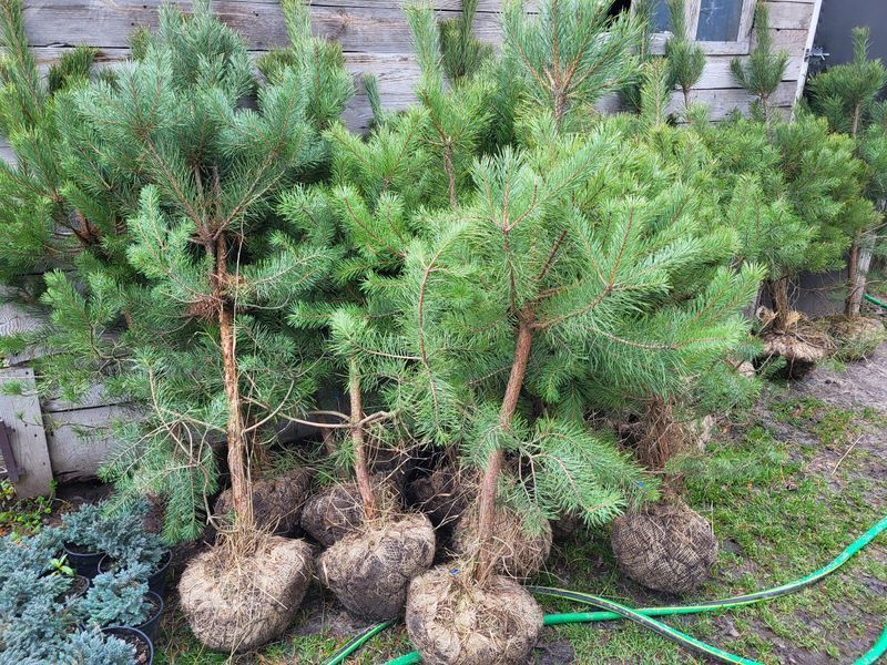 СОСНА ЧОРНА К/бонсай (Pinus nigra) 02.003.296 фото