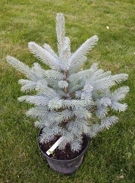 Ялина колюча блакитна Супер Блю Сідлінг (Picea pungens Super Blue Seedling) 02.002.043 фото
